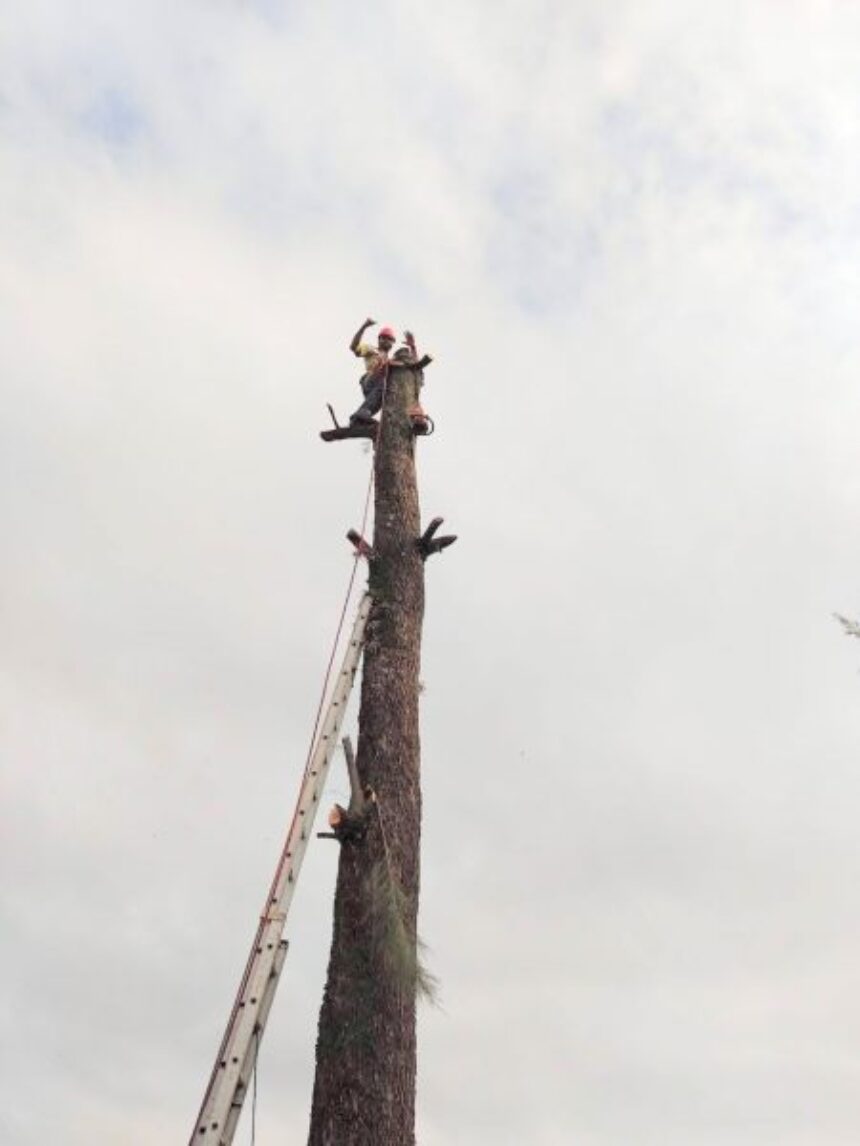 Defesa Civil realiza ação em EMEB devido à risco de queda de árvore