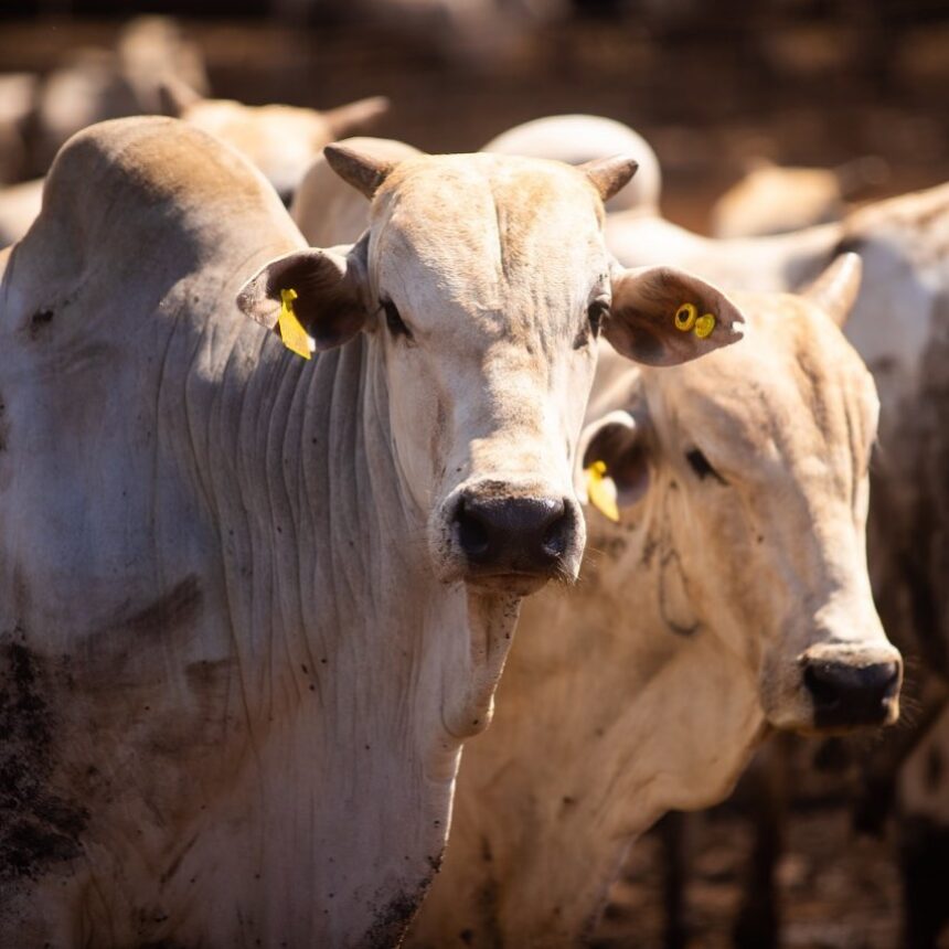 Vacinação contra febre aftosa e brucelose para gado bovinos é prorrogada até 7 de julho
