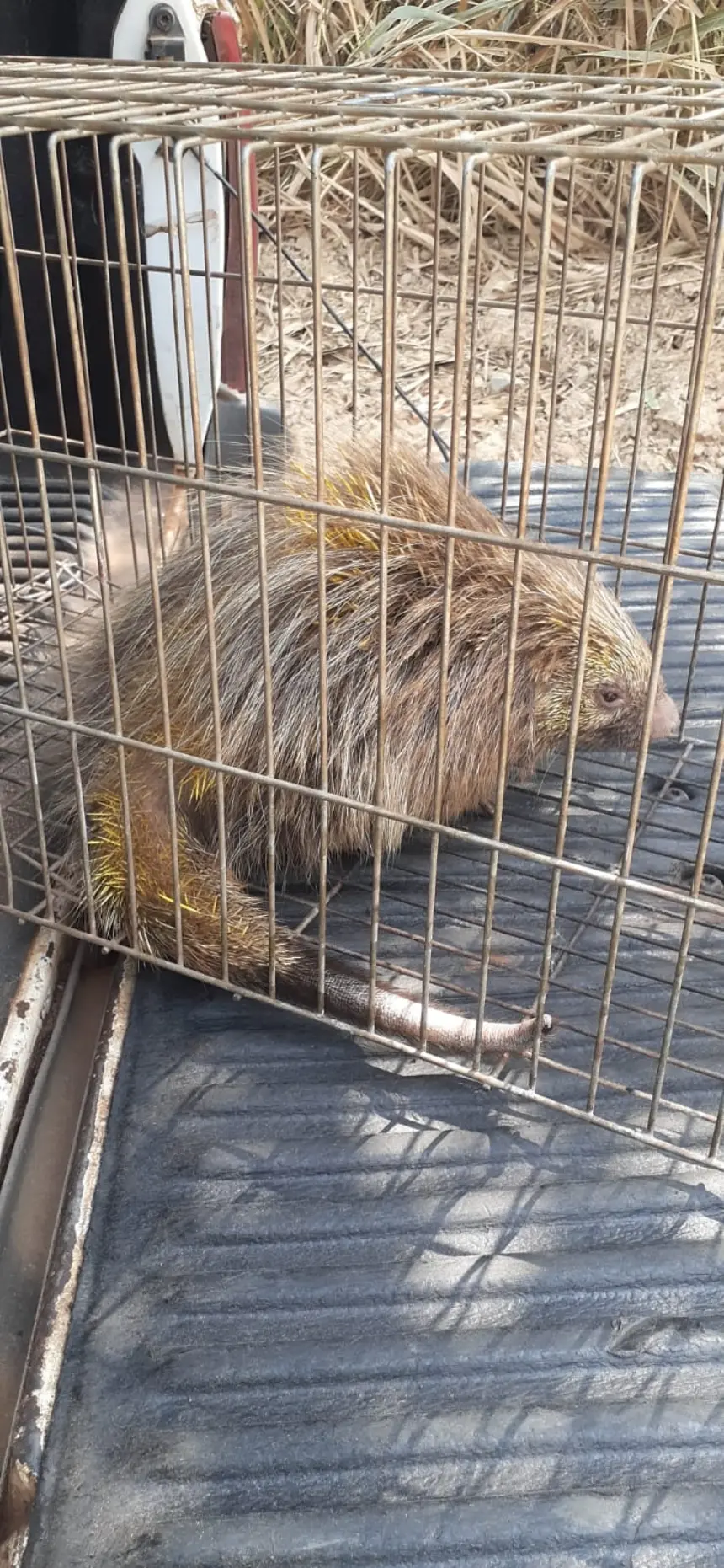 Zoonoses resgata ouriço em escola