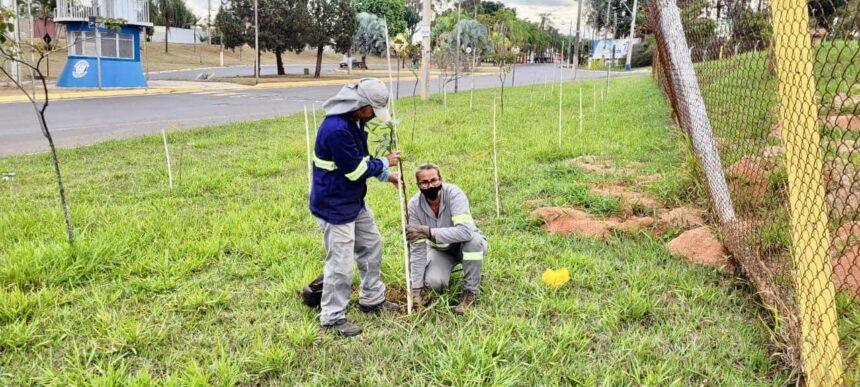 SAMA realiza plantio de mudas de árvores em diversos pontos da cidade