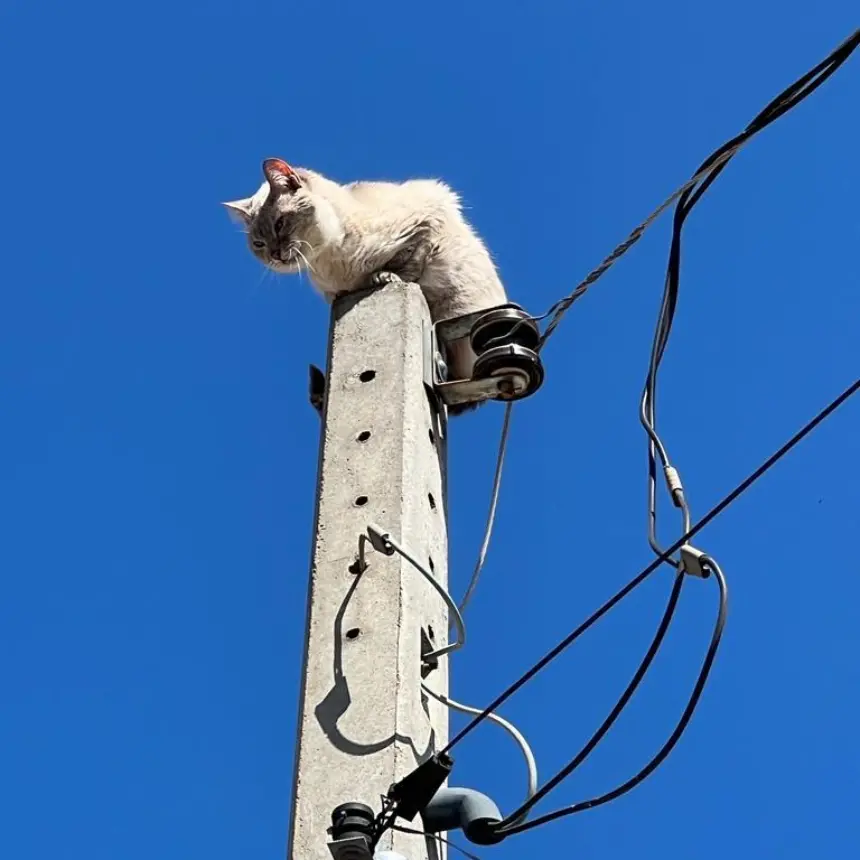 Defesa Civil de Cosmópolis resgatam gato preso em poste