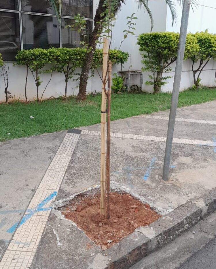 SAMA inicia plantios de árvores e rearborização da Avenida Ester