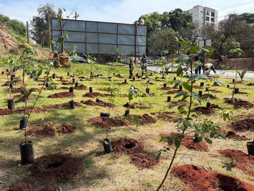 Cosmópolis inaugura sua primeira Microfloresta